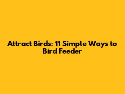 Attract Birds: 11 Simple Ways to Bird Feeder