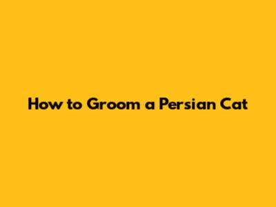 How to Groom a Persian Cat