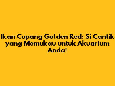 Ikan Cupang Golden Red: Si Cantik yang Memukau untuk Akuarium Anda!